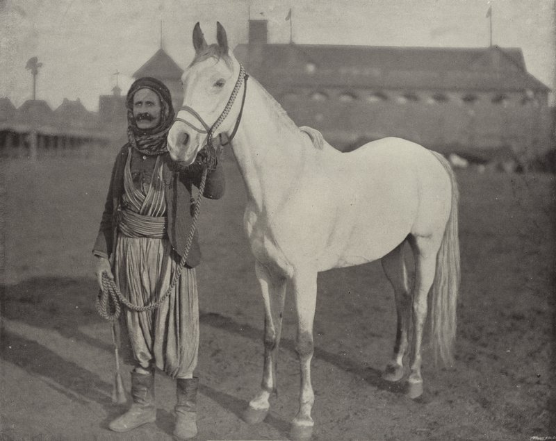Beduinernas pris Steed av American Photographer