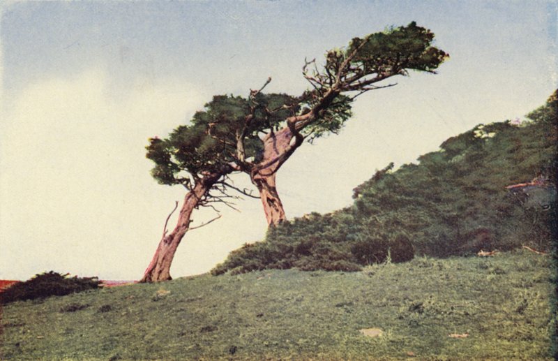 Strutsen, en Monterey-cypress (färgfoto) av American Photographer