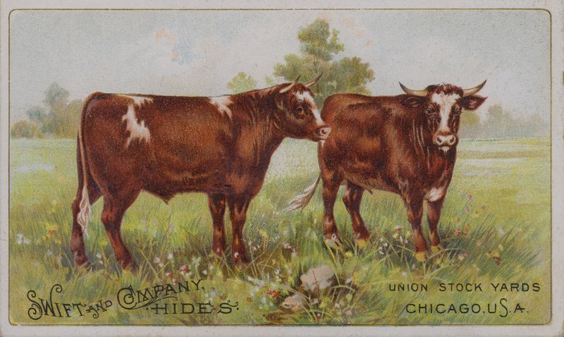 Amerikanskt visitkort med reklam för Swift and Company djurhudar, Union Stock Yards, Chicago, Illinois (färglitografi) av American School