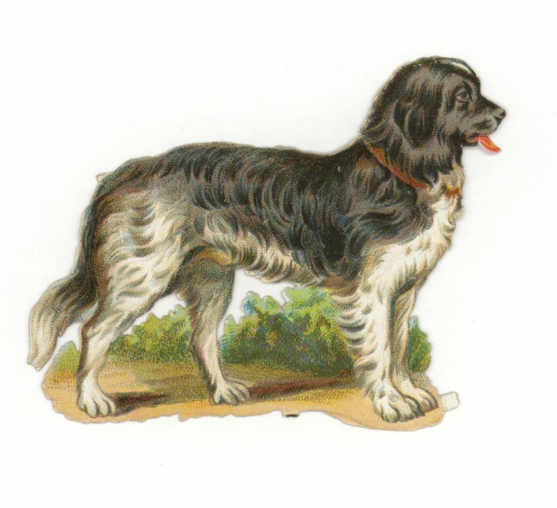 Svart och vit hund av American School