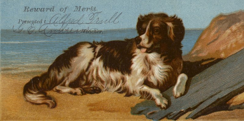 Border Collie hund på stranden av American School