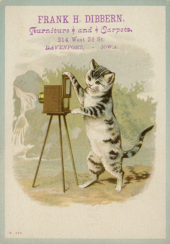 Katt som tar ett fotografi av American School