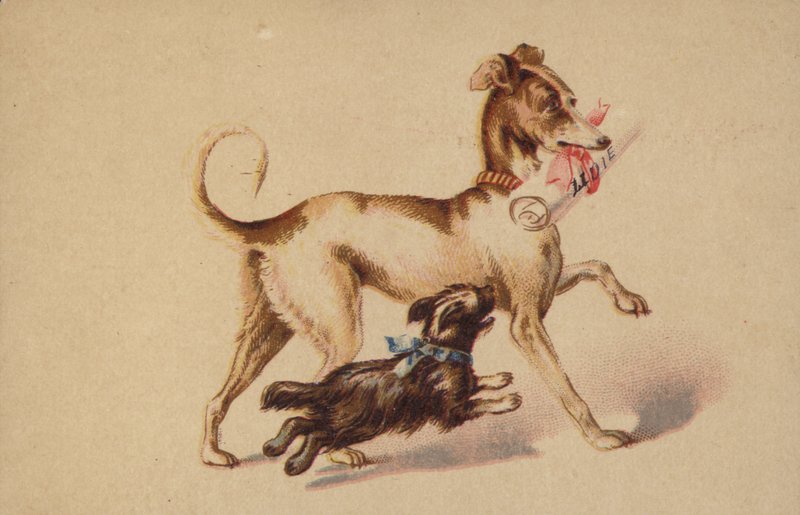 Stor och liten hund som springer av American School