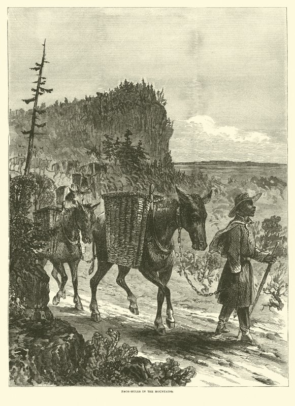 Packmulor i bergen, februari 1863 av American School