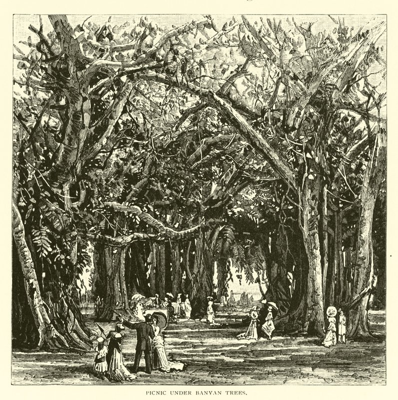 Picknick under banyanträd av American School