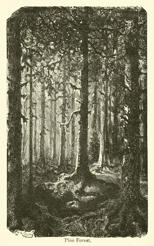 Tallskog av American School