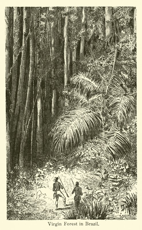 Virgin Forest i Brasilien av American School