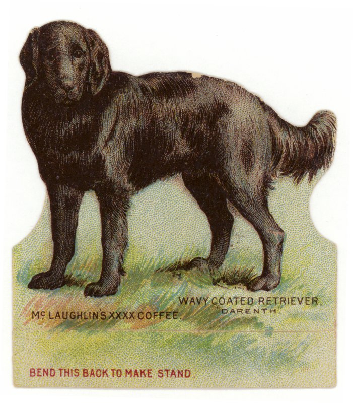 Vågfärgad svart retriever av American School