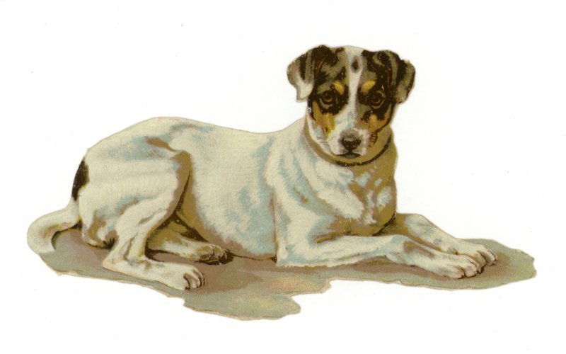 Ung hund liggande av American School