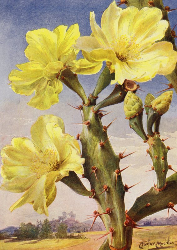 En vacker representant för Prickly Pear Cactus, Opontia Dillenii (färglitografi) av Angelo Fairfax Muckley