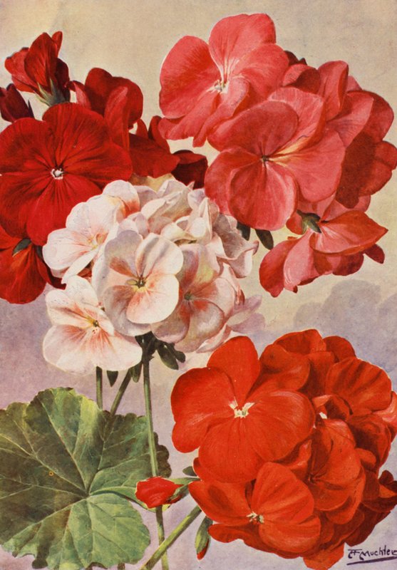 Vackra moderna pelargoner, Zonal Pelargoniums (färglitografi) av Angelo Fairfax Muckley
