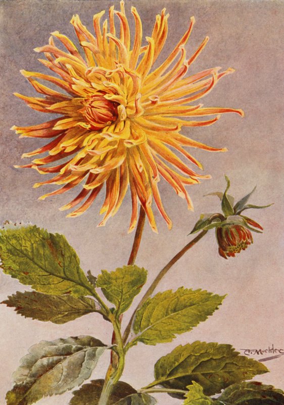 Kaktus Dahlia Mrs H L Brousson, Färg, fawn, med ett överflöd av Scarlet Crimson (färglitografi) av Angelo Fairfax Muckley