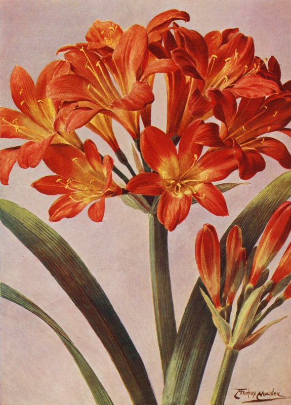 Clivia Miniata, tidigare känd som Imantophyllum Miniatum (färglitografi) av Angelo Fairfax Muckley