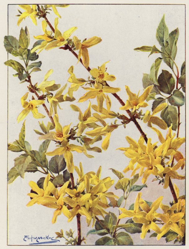 Forsythia Suspensa, en fin buske som växer tidigt på våren (färglitografi) av Angelo Fairfax Muckley