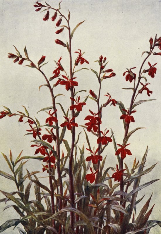 Lobelia Cardinals (färglitografi) av Angelo Fairfax Muckley