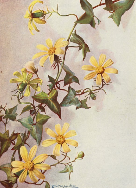 Den gula murgrönan, Senecio Macroglossus (färglitografi) av Angelo Fairfax Muckley