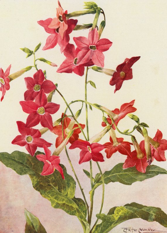 Den vackra tobaksplantan Nicotiana Sanderae (färglitografi) av Angelo Fairfax Muckley
