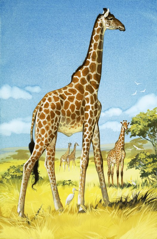 Giraffer av Angus McBride