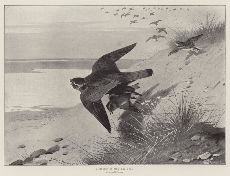 En Merlin som griper hennes byte av Archibald Thorburn