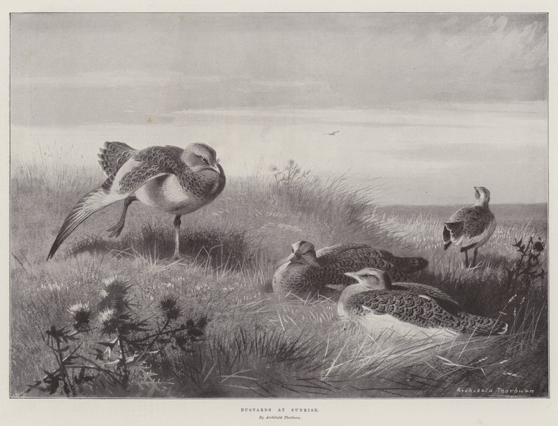 Trastar i soluppgången av Archibald Thorburn