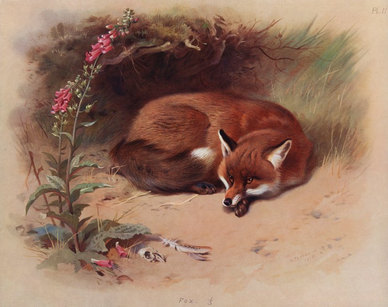 Sa tafu fosi av Archibald Thorburn