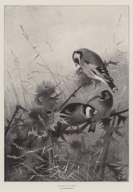 Guldfinkar av Archibald Thorburn