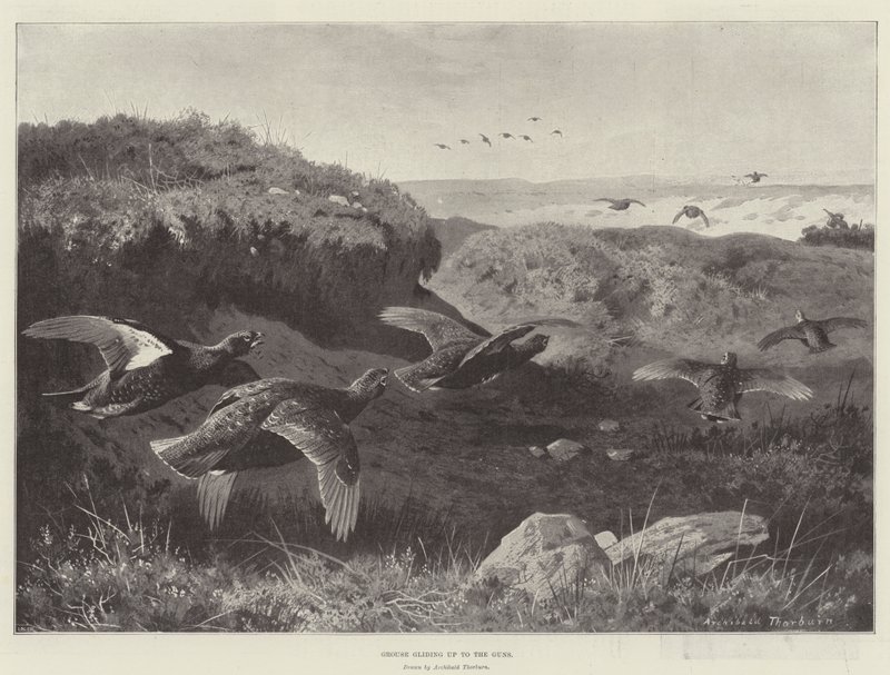 Grouse glider upp till bössorna av Archibald Thorburn