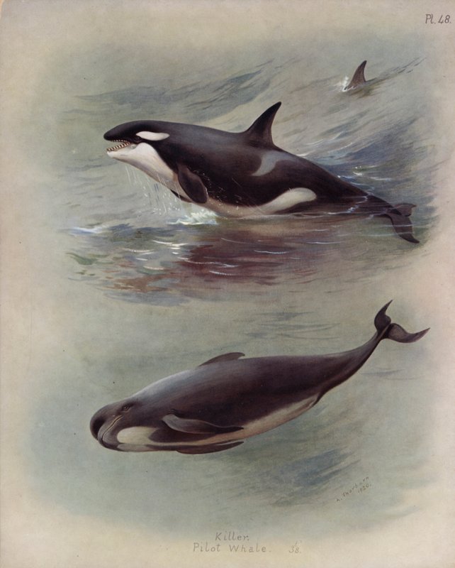 Mördare, Pilot Whale av Archibald Thorburn