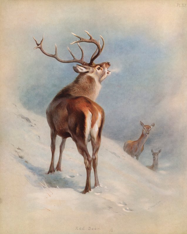kronhjort av Archibald Thorburn