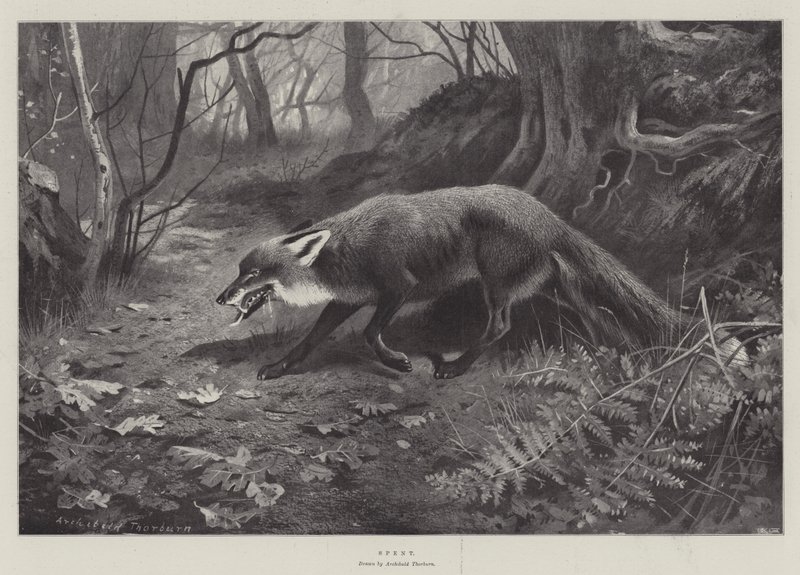 Spenderat av Archibald Thorburn