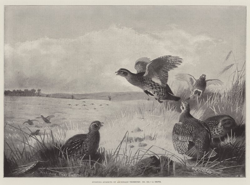 Sportämnen, en körning av Archibald Thorburn