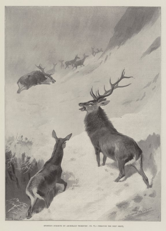 Sportämnen, genom den djupa driften av Archibald Thorburn