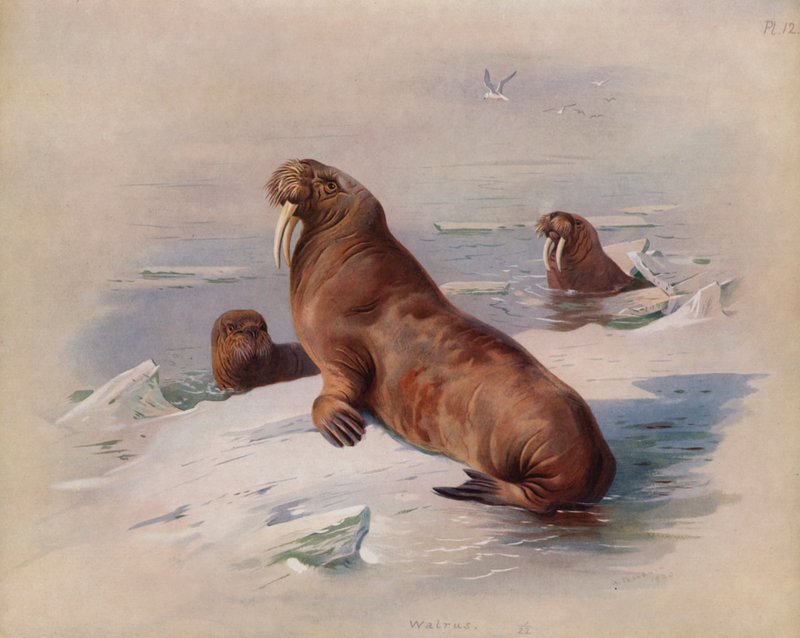 Sau Walrus av Archibald Thorburn