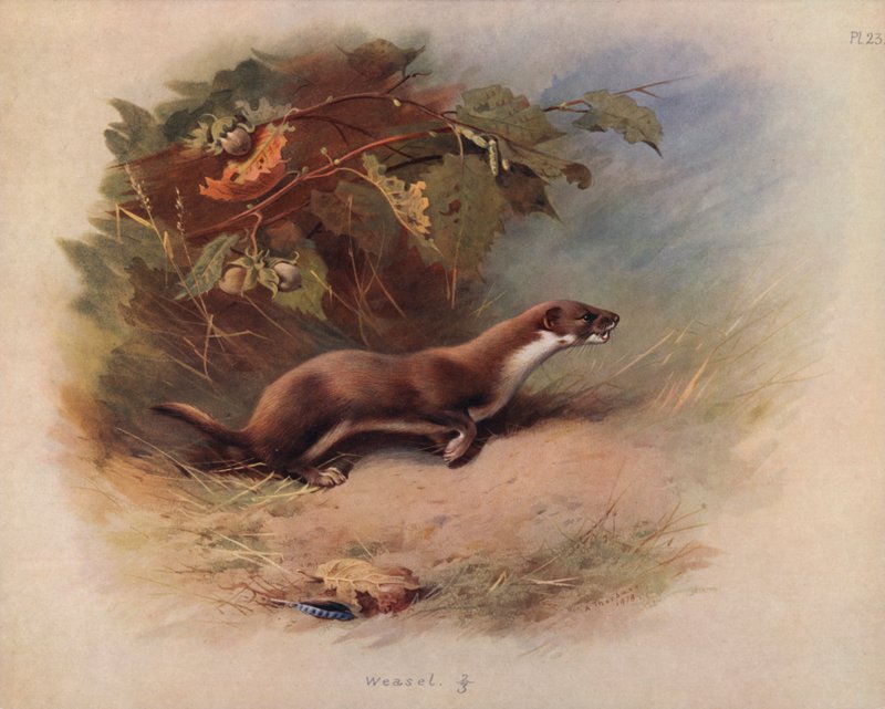 Vessla av Archibald Thorburn