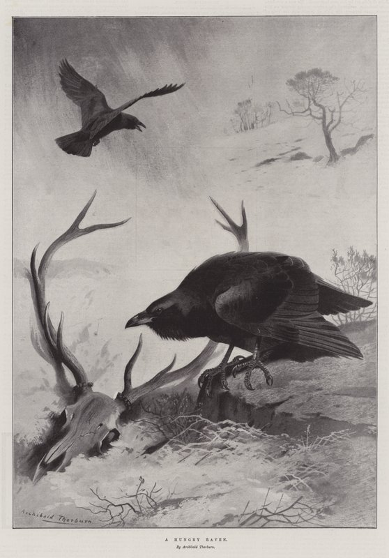 En hungrig korp av Archibald Thorburn