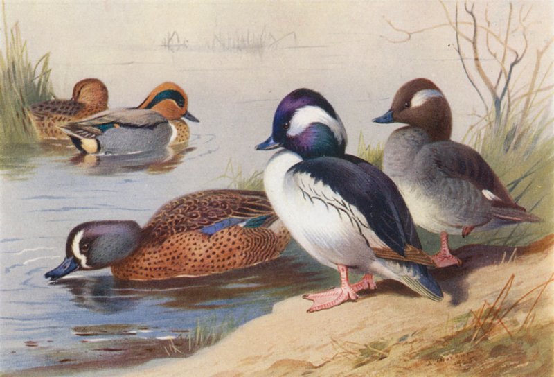 Amerikansk grönvingad kricka (hane och hona), buffelspetsad and (hane och hona), blåvingad kricka (färglitografi) av Archibald Thorburn