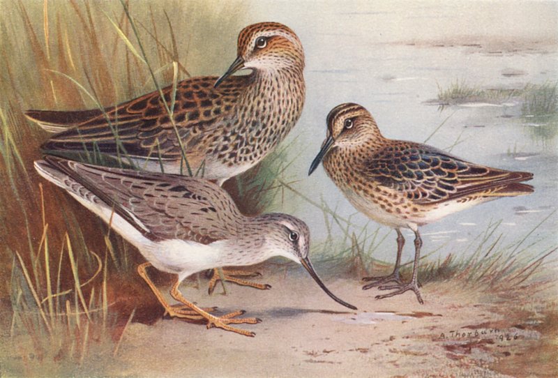 Amerikansk backsvala, brednäbbad strandpipare, tereksandpipare (färg litho) av Archibald Thorburn