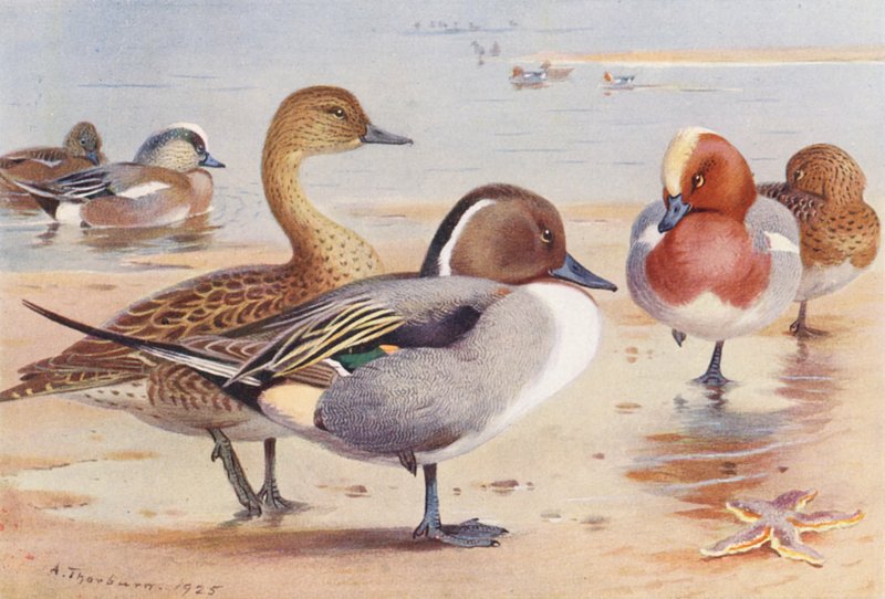 Bläsand (hane och hona), stjärtand (hane och hona), bläsand (hane och hona) (färglitografi) av Archibald Thorburn