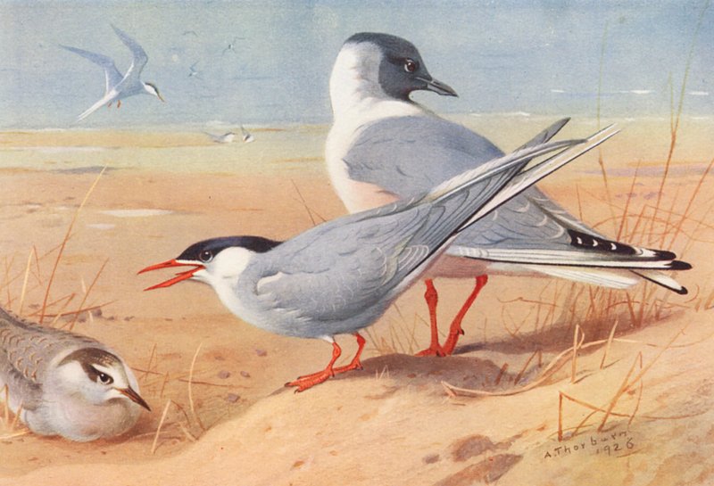 Fisktärna (vuxen och ung), Bonapartes mås (färglitografi) av Archibald Thorburn