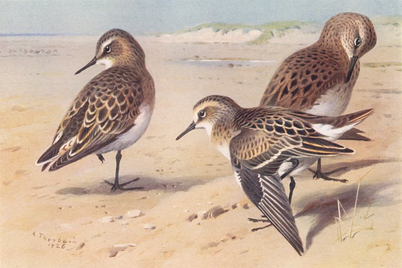 Bairds sandpiper, Bonapartes sandpiper, Little Stint (omogen, höst) (färglitografi) av Archibald Thorburn