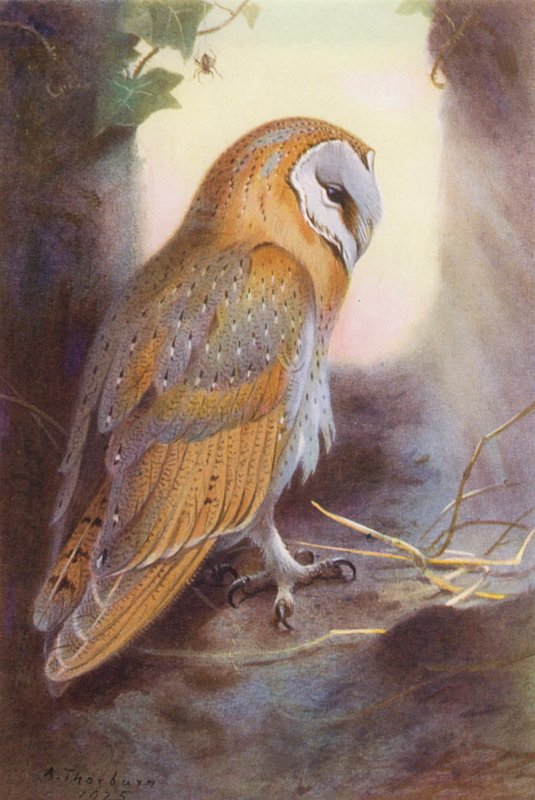 Ladugårdsuggla (färglitografi) av Archibald Thorburn
