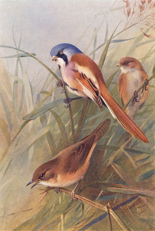 Skäggmes (hane och hona), Savisångare (färglitografi) av Archibald Thorburn