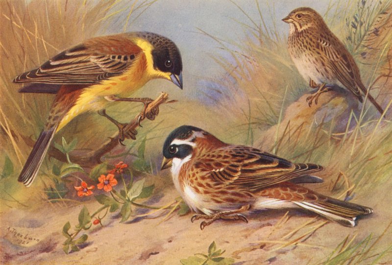Svarthuvad bunting, majsbunting, rustik bunting (färglitografi) av Archibald Thorburn