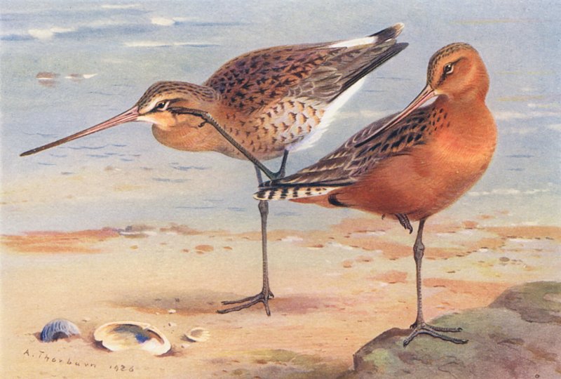 Svartstjärtad labb (sommar), barstjärtad labb (sommar) (färglitografi) av Archibald Thorburn