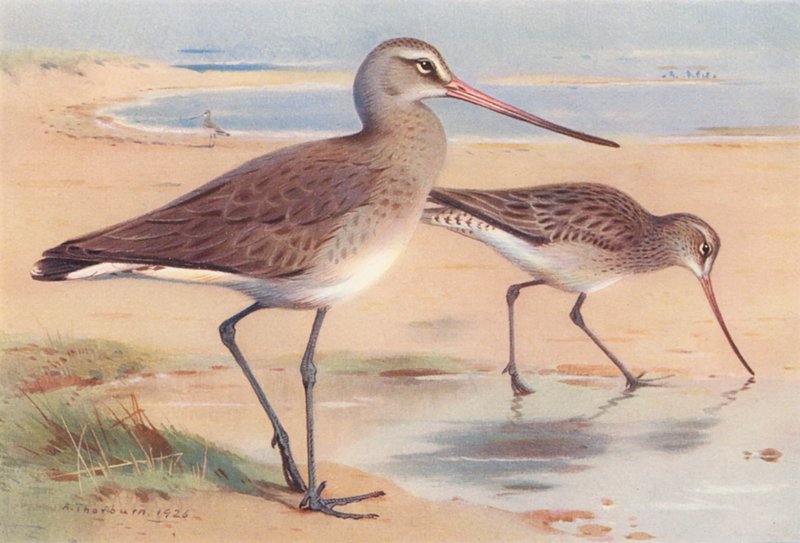 Svartstjärtad labb (vinter), barstjärtad labb (vinter) (färglitografi) av Archibald Thorburn