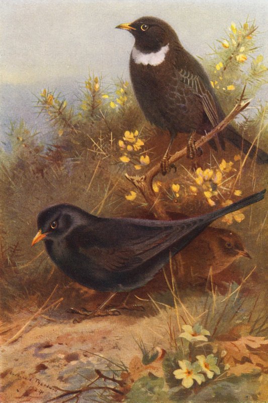 Black Bird (hane och hona), Ring-Ouzel (färglitografi) av Archibald Thorburn