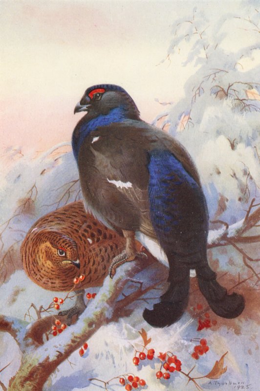 Orre (hane och hona) (färglitografi) av Archibald Thorburn