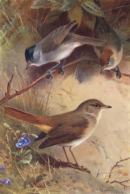 Svarthätta (hane och hona), näktergal (färglitografi) av Archibald Thorburn