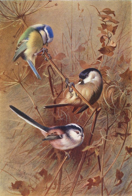 Blåmes, sumpmes, stjärtmes (färglitografi) av Archibald Thorburn