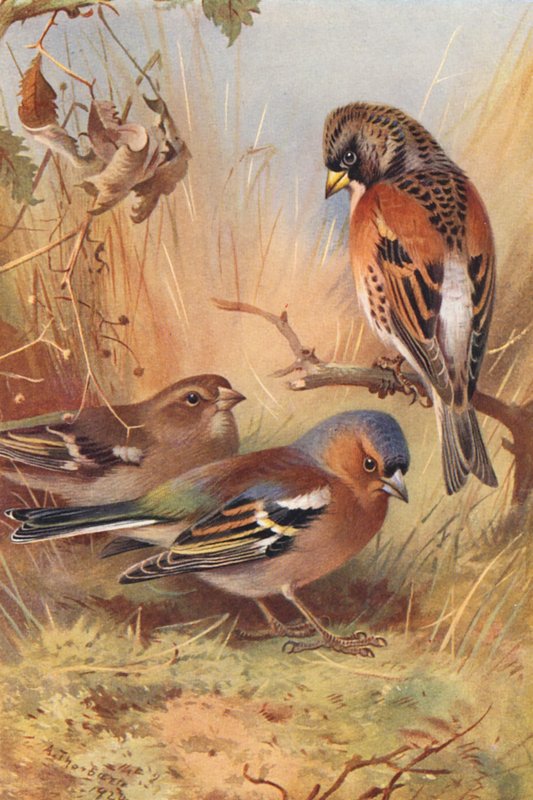 Brambling, bofink (hane och hona) (färglitografi) av Archibald Thorburn
